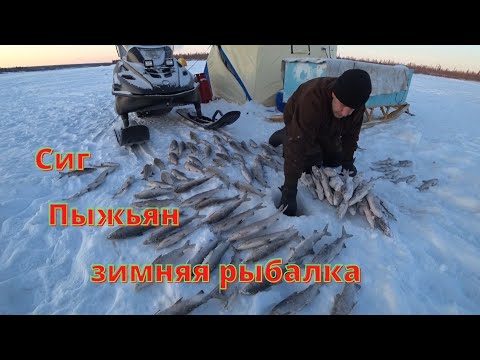 Видео: Зимняя рыбалка .Сиг -  Пыжьян .