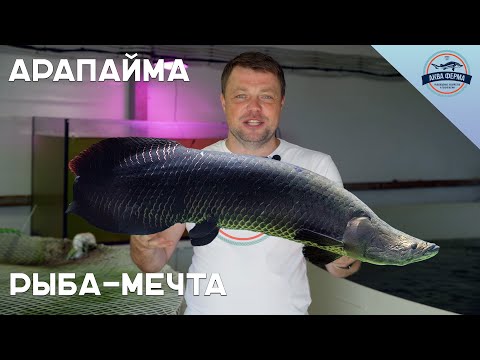 Видео: Арапайма - рыба-мечта