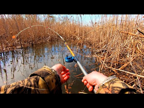 Видео: БОКОВОЙ КИВОК розриває болото. ПОРАДИ ВИБОРУ удочки, катушки, шнура. Рибалка на карася.