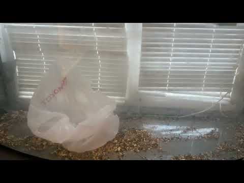 Видео: Аквариум 250 литров + фильтр tetra ex700 на перепродажу за 5000р