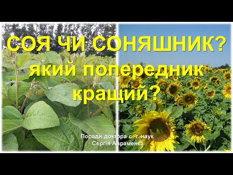 Видео: Соя или подсолнечник? Какой предшественник лучший?