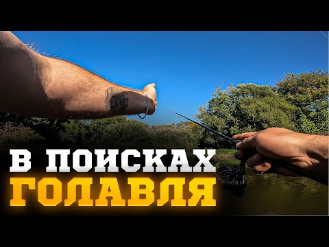 Видео: В ПОИСКАХ ГОЛАВЛЯ | Мы пошли туда, где никто не ходит... | Рыбалка на спиннинг в дебрях Подмосковья