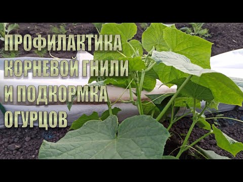 Видео: ПРОФИЛАКТИКА КОРНЕВОЙ ГНИЛИ И ПОДКОРМКА ОГУРЦОВ