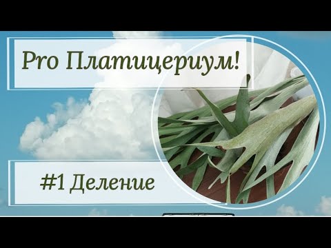 Видео: Платицериум. Часть 1 деление куста.