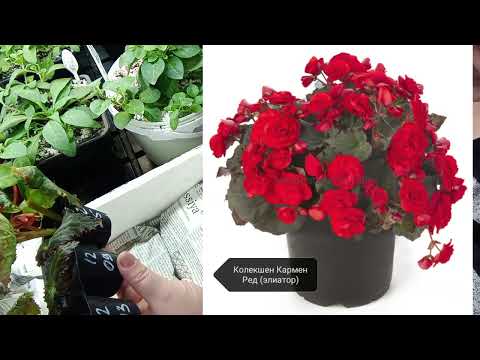 Видео: 🌺Посылка с черенками  агрофирмы "Виола".😍