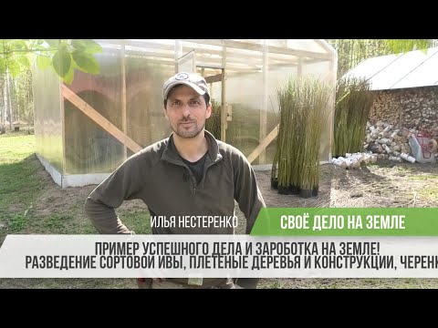 Видео: Успешный пример дела и заработка на земле - Сортовая ива и плетёные живые изделия / Илья Нестеренко