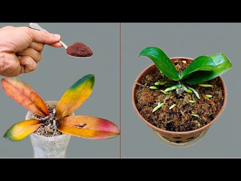 Видео: Просто кофе! Орхидея мгновенно растёт от корней и цветёт круглый год.