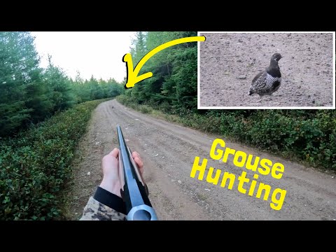 Видео: Охота на тетерева во время поиска лосей на старых дорогах Ньюфаундленда!