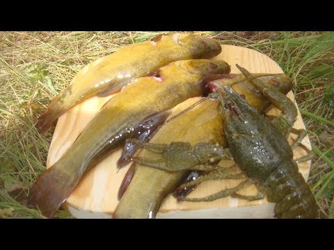 Видео: Десногорск, рыба, раки, много солнца.