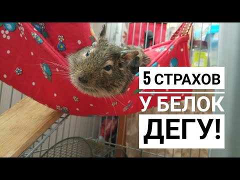 Видео: 5 страхов у белок Дегу// Как уберечь белок Дегу от стресса?