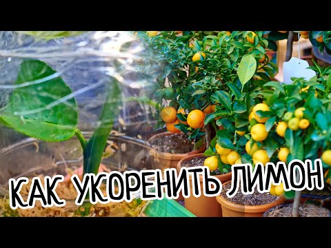 Видео: Как укоренить лимон? Это лучший и правильный способ выращивания черенков! Высокая приживаемость!