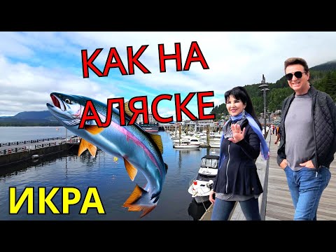 Видео: КАК НА АЛЯСКЕ - ИКРА