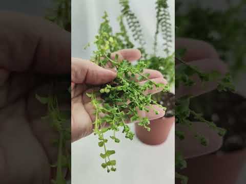 Видео: Папоротники.Причесались и вперед!ч. 2🌿🌿🌿#комнатныерастения #папоротники #растения #цветы