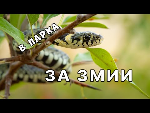 Видео: Има ли ЗМИИ в ПАРКА? | Ръката ми пострада лошо | Какви животни открихме?