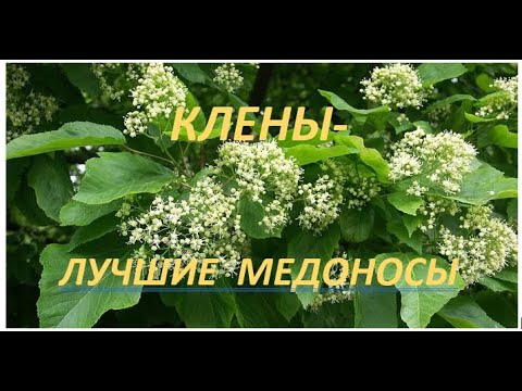 Видео: КЛЁНЫ ЛУЧШИЕ МЕДОНОСЫ