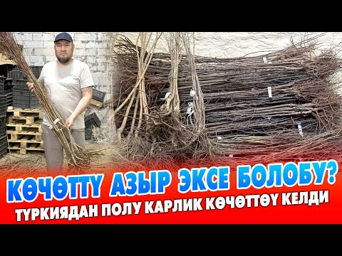 Видео: Түркиядан сапатту ПОЛУ КАРЛИК КӨЧӨТТӨР келип САТЫЛУУДА ~ 30-июнга чейин алып эксеңиздер болот