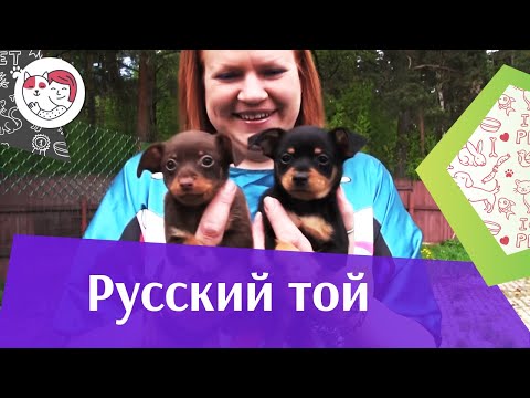 Видео: Русский  той на ilikepet