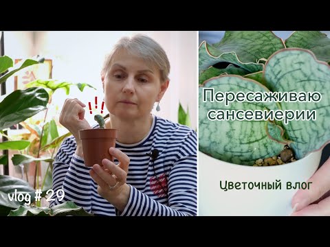 Видео: Пересадка сансевиерий Кирки Сильвер Блю. Отделяю детку от мамы.