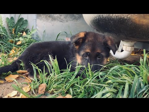 Видео: ВЫПУСТИЛ ЩЕНКА НА ВОЛЮ. ЩЕНОК ОСТАЛСЯ ОДИН.