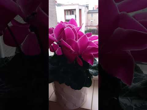 Видео: Общение с нарциссом и что нужно сделать, чтобы уйти от него