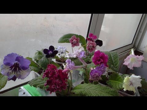 Видео: #1 Обзор  цветущих стрептокарпусов 2020