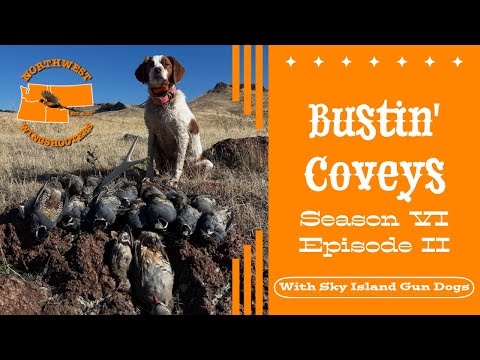 Видео: Охота на стаи с охотничьими псами с острова Скай — сезон VI, эпизод II