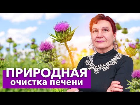 Видео: ГЛАВНОЕ РАСТЕНИЕ ДЛЯ ПЕЧЕНИ! Польза и вред расторопши пятнистой для здоровья человека