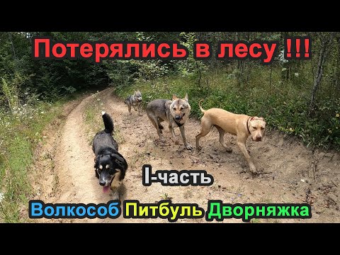 Видео: ПРОГУЛКА В ЛЕС ОБЕРНУЛАСЬ ПОТЕРЕЙ СОБАК. Волкособ/Питбуль/Дворняжка.