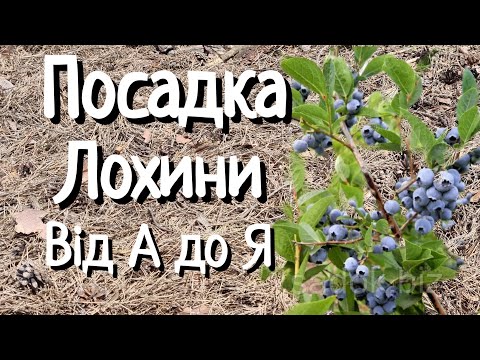 Видео: Посадка лохини / Підготовка ями під лохину/ Підготовка землі під лохину