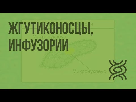 Видео: Жгутиконосцы, инфузории. Видеоурок по биологии 7 класс