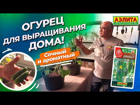 Видео: Урожай огурцов весной! ДОМОСЕД F1 для выращивания в горшке!