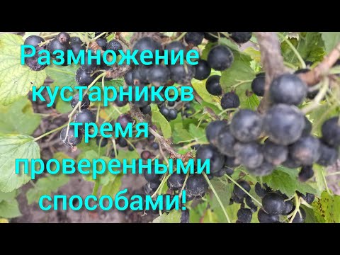 Видео: Черенкование ЧЁРНОЙ СМОРОДИНЫ.Самые надёжные способы#размножениесмородины#обрезкасмородины#кусты#сад