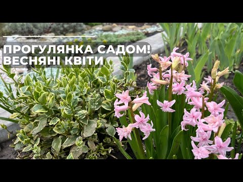 Видео: Прогулянка садом та ВЕСНЯНІ КВІТИ.