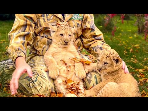 Видео: ОБХОХОЧЕШЬСЯ! Посмотрите на невозмутимость этого львенка, настоящий ЦАРЬ ЗВЕРЕЙ!))