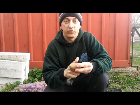 Видео: Надо ли резать посадочный картофель? Влияние на урожай.