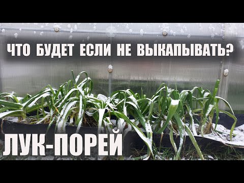 Видео: Как зимует лук-порей в Подмосковье? Каким лук выходит из зимы?