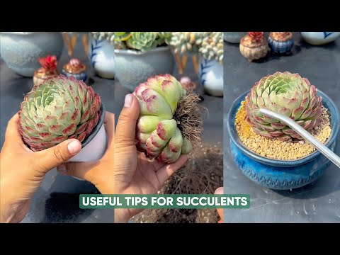 Видео: Простые советы по уходу за суккулентами для начинающих