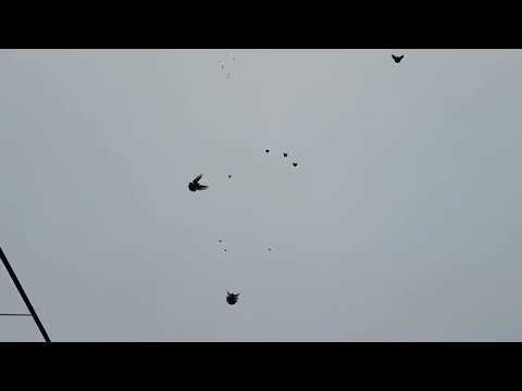 Видео: голуби.первые перелёты.