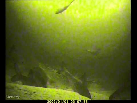 Видео: Подводные съемки. Ладога. Плотва. Раздача. Underwater camera