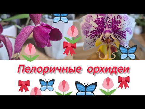 Видео: Моя небольшая коллекция пелоричных орхидей 🦋🎀🌷