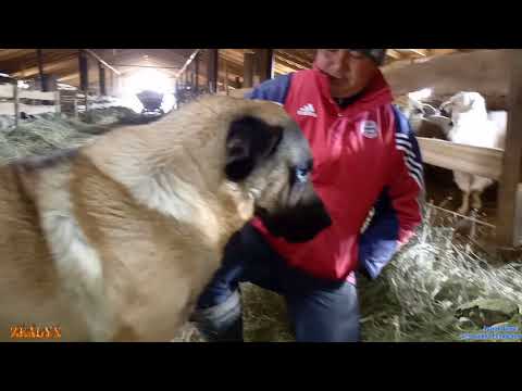 Видео: Супер! Казахский "Төбет"!!! Самая миролюбивая Собака в мире!!!