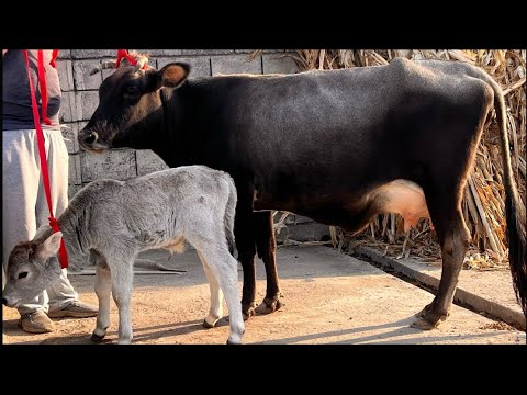Видео: ГОВИ АРЗОНИ ФУРУШИ ТЛ 970 20 46 46 НАВОРИ ТОЗА 30 октября 2025 г.
