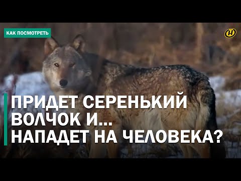 Видео: ВОЛК НАПАЛ НА СТОРОЖА В ХОЙНИКСКОМ РАЙОНЕ. Открыт сезон охоты на хищника. Кому приготовиться?