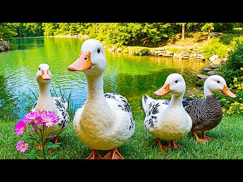 Видео: Нежное утро у Зелёного озера 🦆 Спокойное фортепиано и звуки природы для спокойствия и ясности ☀️