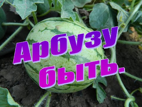 Видео: Опыление арбузов вручную. 17.06.2016