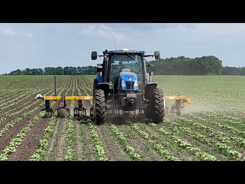 Видео: 😱Зняв все як є‼️дивіться‼️таке в нас вперше🥲🚜нюхоланд60/70 на🌻💙💛