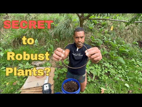 Видео: Способствует ли этот простой трюк с медью ускорению роста растений?