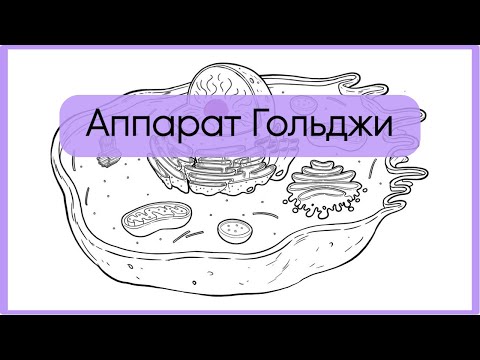 Видео: Аппарат Гольджи за 5 минут