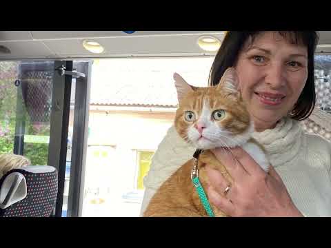 Видео: Vlog 287 - Дорожная история и Рыжий кот