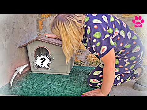 Видео: Кто из 5 чихуахуа войдет первым в новый домик?